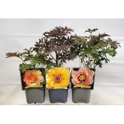 Bijūnas - Paeonia BARTZELLA