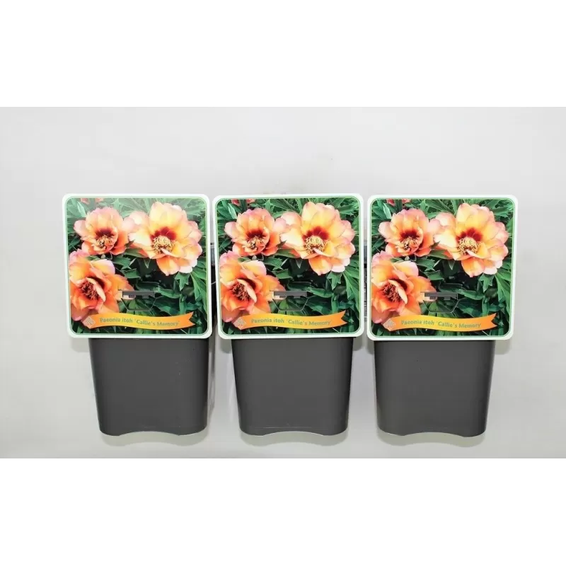 Bijūnas - Paeonia CALLIE'S MEMORY