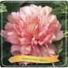 Paeonia HILLARY