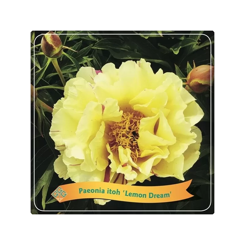 Paeonia  LEMON DREAM