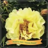 Paeonia  LEMON DREAM