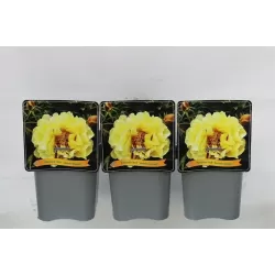 Bijūnas - Paeonia LEMON DREAM