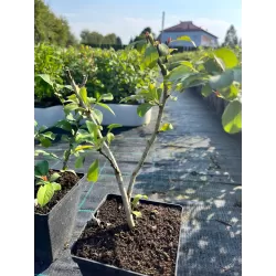 Svarainis - Chaenomeles japonica RONDO