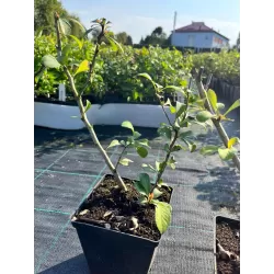 Svarainis - Chaenomeles japonica RONDO