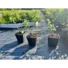 Svarainis - Chaenomeles japonica RONDO