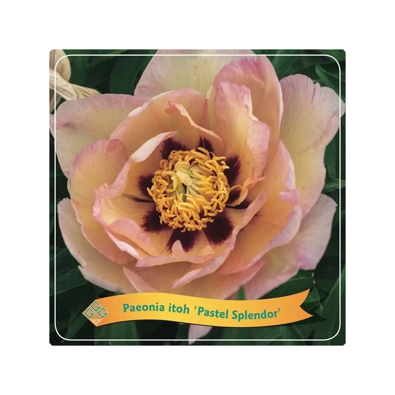 Paeonia  PASTEL SPLENDOR