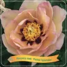 Bijūnas (ITOH) - Paeonia PASTEL SPLENDOR