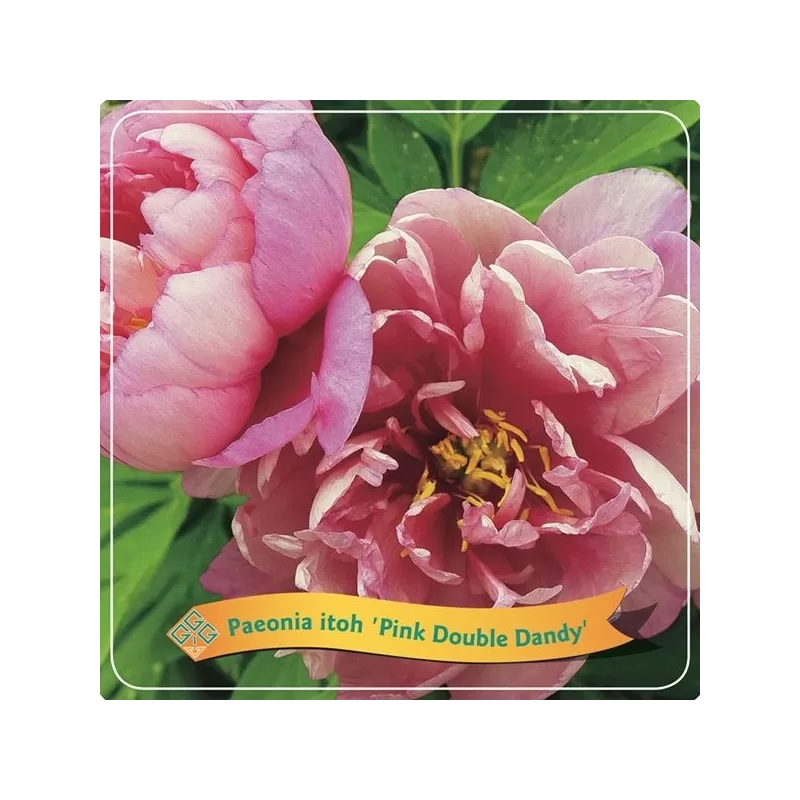 Paeonia PINK DOUBLE DANDY