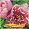 Paeonia PINK DOUBLE DANDY