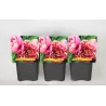 Paeonia PINK DOUBLE DANDY