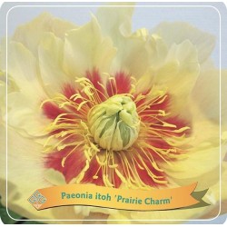 Bijūnas - Paeonia PRAIRIE CHARM