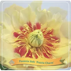 Bijūnas - Paeonia PRAIRIE CHARM