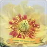 Paeonia  PRAIRIE CHARM