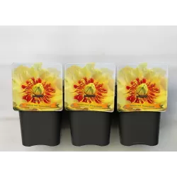 Paeonia  PRAIRIE CHARM