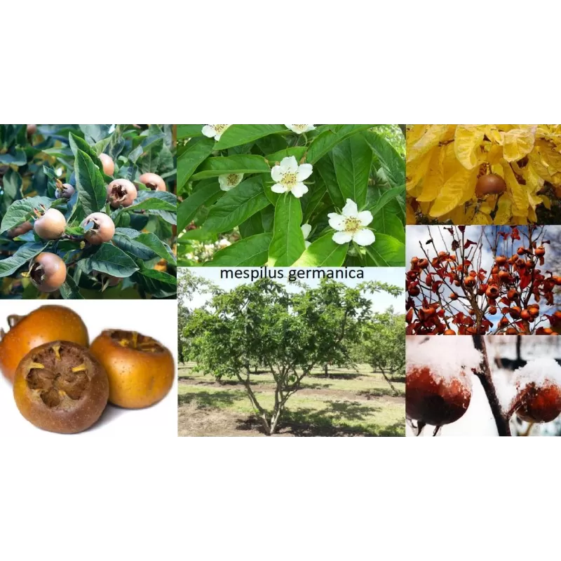 Baltažiedė šliandra - Mespilus germanica