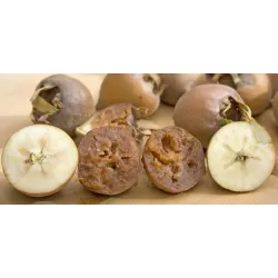 Baltažiedė šliandra - Mespilus germanica