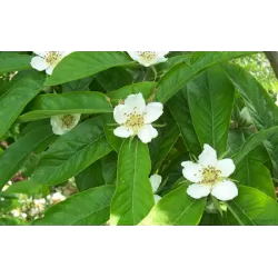 Baltažiedė šliandra - Mespilus germanica