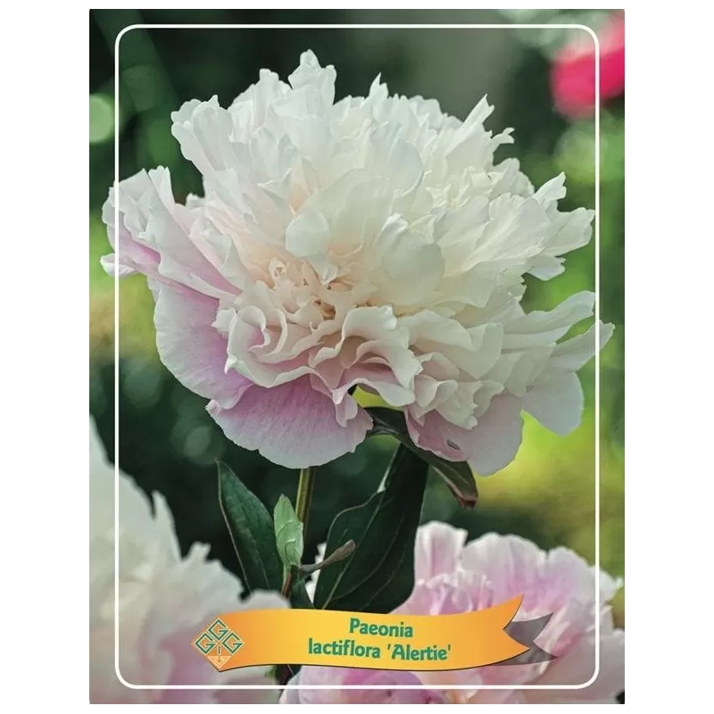 Bijūnas - Paeonia lactiflora ALERTIE