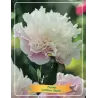 Bijūnas - Paeonia lactiflora ALERTIE