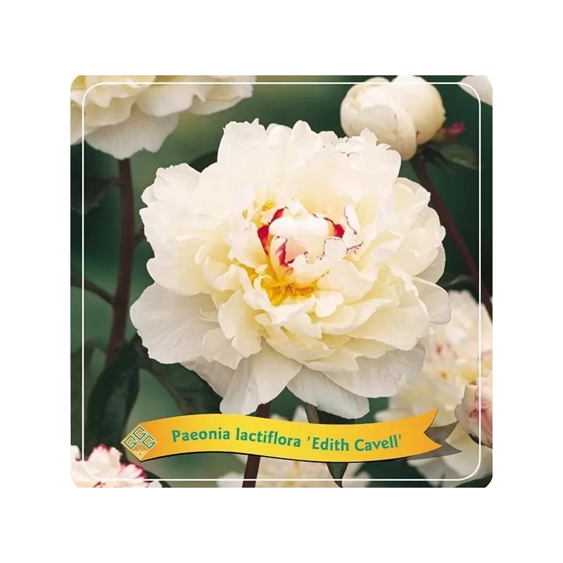 Bijūnas - Paeonia EDITH CAVELL