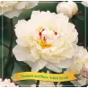 Paeonia lactiflora EDITH CAVELL