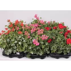 Svyranti pelargonija - Pelargonium peltatum 10.5Ø x12