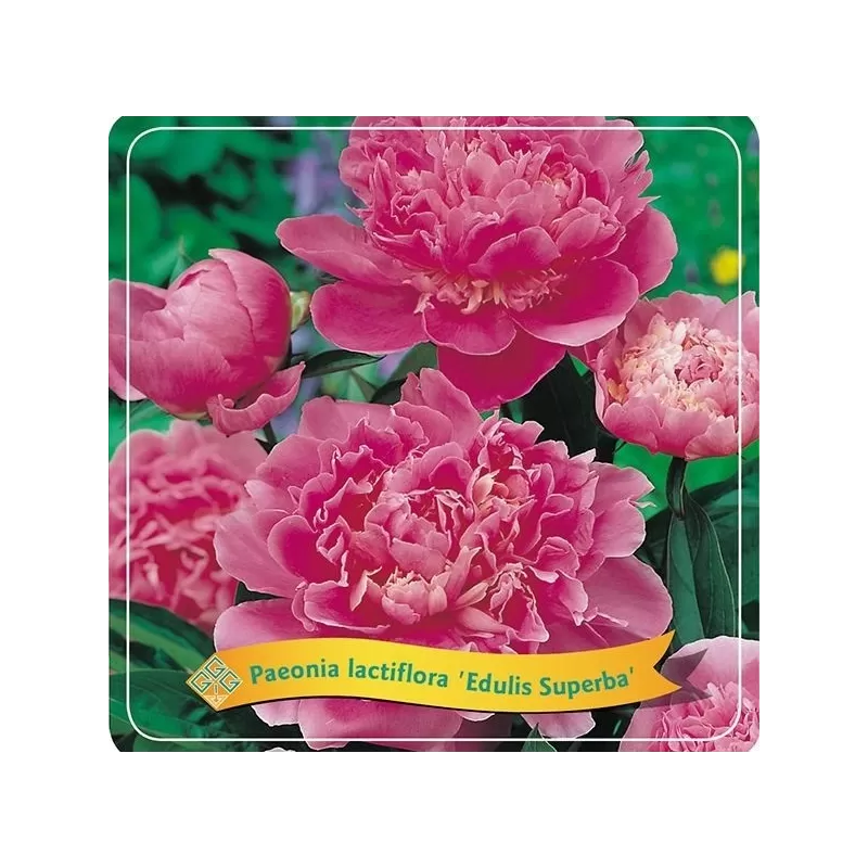 Bijūnas - Paeonia EDULIS SUPERBA