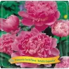 Bijūnas - Paeonia EDULIS SUPERBA
