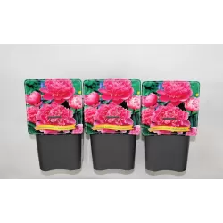 Bijūnas - Paeonia EDULIS SUPERBA