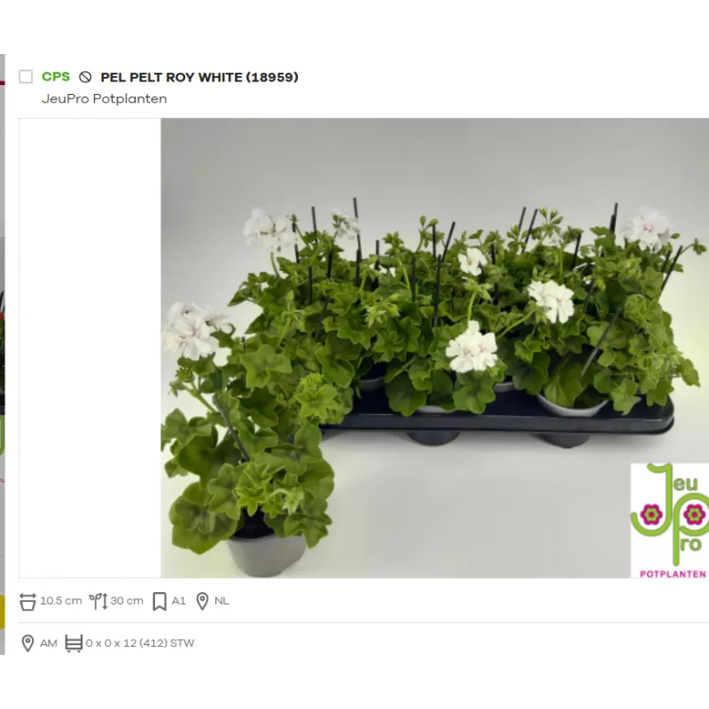 Svyranti pelargonija BALTA - Pelargonium peltatum 10.5Ø 20-30cm x12