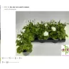 Svyranti pelargonija BALTA - Pelargonium peltatum 10.5Ø 20-30cm x12