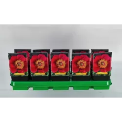 Bijūnas - Paeonia lactiflora EVENTIDE