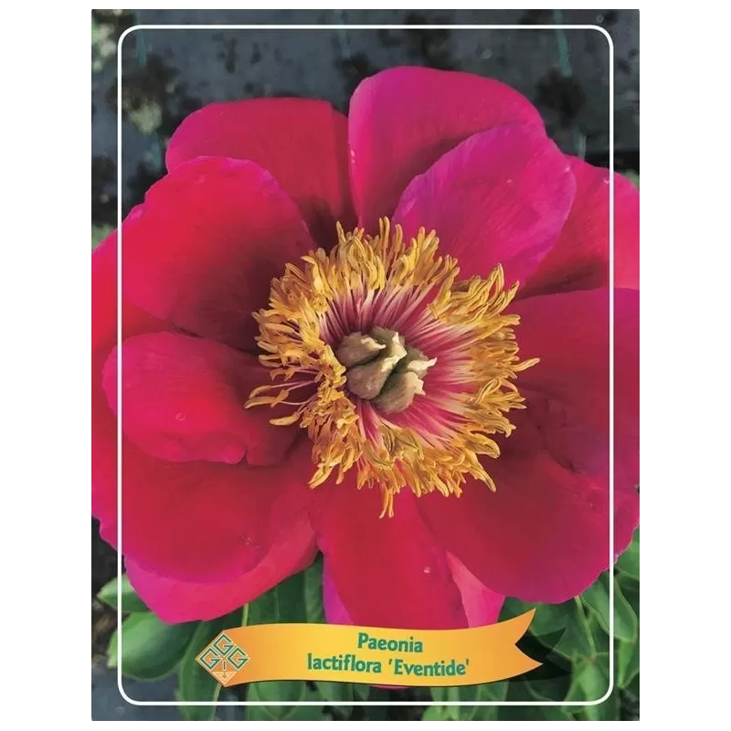 Bijūnas - Paeonia lactiflora EVENTIDE