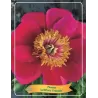 Bijūnas - Paeonia lactiflora EVENTIDE