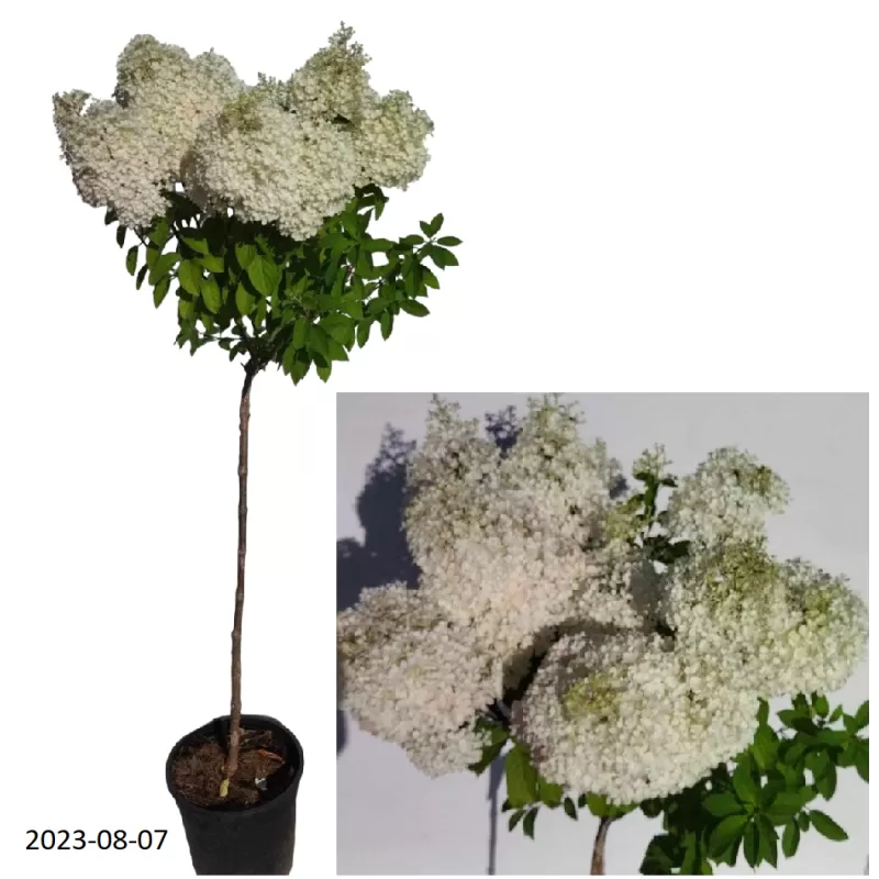 Šluotelinė hortenzija - Hydrangea paniculata BOBO Šluotelinė hortenzija - Hydrangea paniculata BOBO