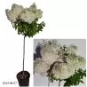 Šluotelinė hortenzija - Hydrangea paniculata BOBO