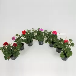 Svyranti pelargonija BALTA - Pelargonium peltatum 10.5Ø 20-30cm x12