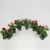 Svyranti pelargonija BALTA - Pelargonium peltatum 10.5Ø 20-30cm x12