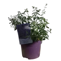 Katžolė - Nepeta WALKERS LOW