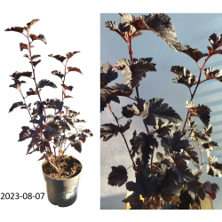 Putinalapis pūslenis - Physocarpus opulifolius MIDNIGHT