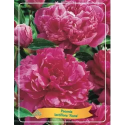 Bijūnas - Paeonia lactiflora FIONA (Red Sarah Bernhardt)