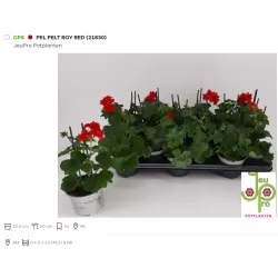 Svyranti pelargonija BALTA - Pelargonium peltatum 10.5Ø 20-30cm x12