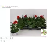 Svyranti pelargonija BALTA - Pelargonium peltatum 10.5Ø 20-30cm x12