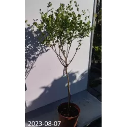 Alyvos - Syringa meyeri PALIBIN