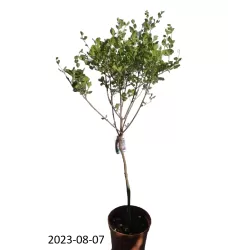 Alyvos - Syringa meyeri PALIBIN
