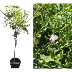 Syringa BLOOMING FLOWERFESTA WHITE