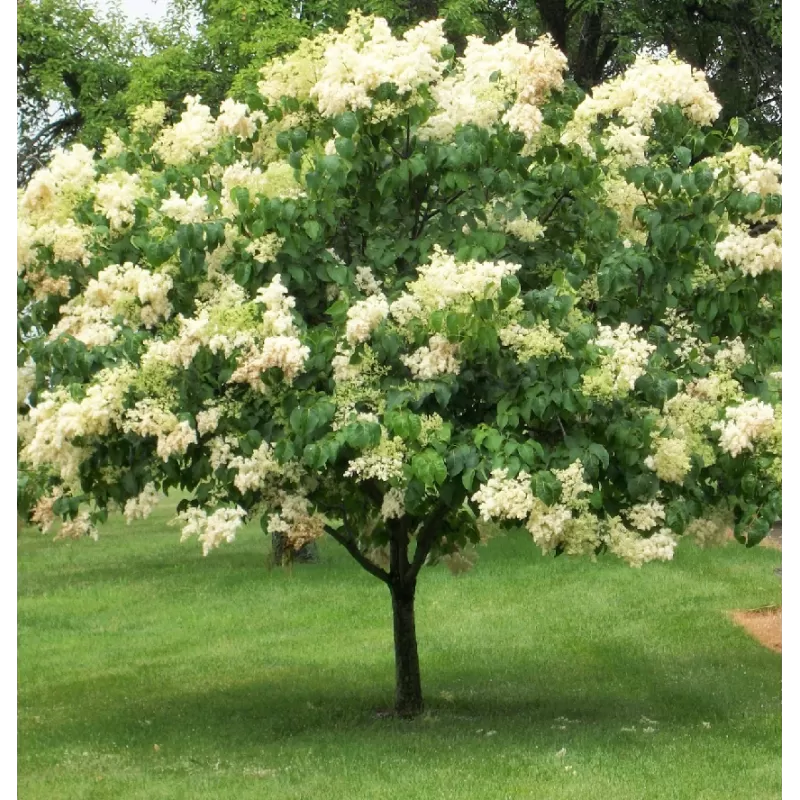 Augalai internetu - Latvijas valsts meži LVM Sēklas un stādi