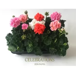 Svyranti pelargonija BALTA - Pelargonium peltatum 10.5Ø 20-30cm x12