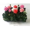 Svyranti pelargonija BALTA - Pelargonium peltatum 10.5Ø 20-30cm x12