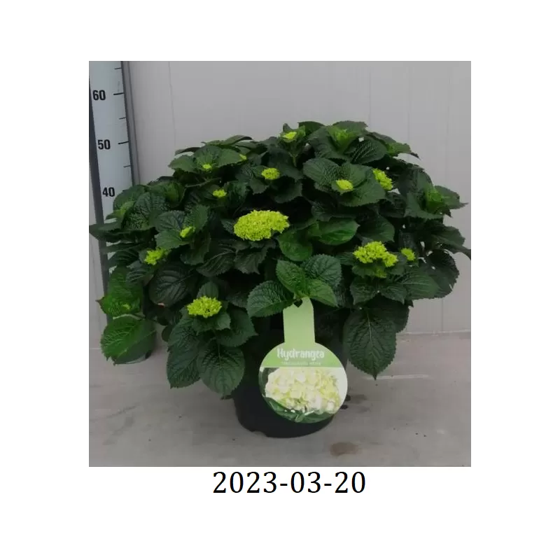 Hydrangea macrophylla SCHNEEBALL